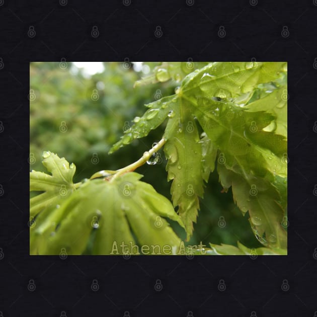 Raindrops on Leaves by Athene Art